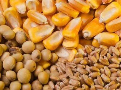قیمت انواع نهاده های دامی و محصولات کشاورزی ۲۹ تیر ۱۴۰۴
