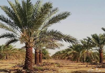 دولت مصمم به جبران خسارات نخلستان‌ها و منازل آسیب‌دیده در آبادان است - تسنیم