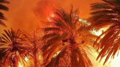 آتش‌سوزی در اروندکنار؛ ۲۰ هزار نهال خرما از بین رفت