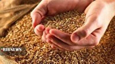 جریمه برای گرانفروش خوراک دام در اسفراین