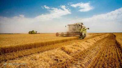 قیمت واقعی گندم اعلام شد/ خبر جدید درباره پرداخت مطالبات گندمکاران