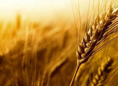خرید ۱۴۰ هزار تن گندم از کشاورزان لرستانی - اکونیوز