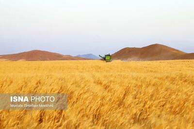 هیچ نگرانی برای تأمین گندم و آرد مورد نیاز مردم در آذربایجان شرقی وجود ندارد