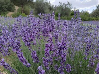 تولید ۳۹۷ تُن گیاهان دارویی در بروجرد