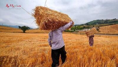 مطالبات گندم کاران ۴۸ ساعته پرداخت می‌شود؟