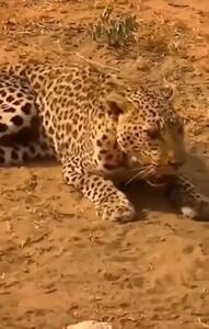 فیلم حمله بی‌رحمانه کفتارها به پلنگ