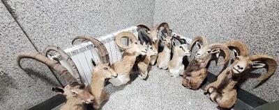 کشف بزرگ‌ترین کارگاه غیرمجاز تاکسیدرمی حیات وحش