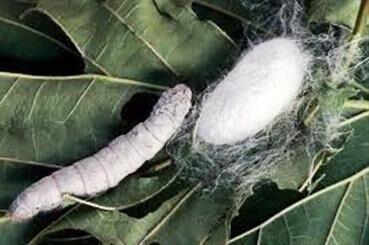 توزیع ۱.۳ میلیون قلمه توت برای توسعه نوغانداری