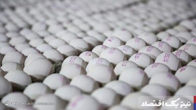 تخم‌مرغ در دایره حمایت: خرید تضمینی و صادرات رو به رشد
