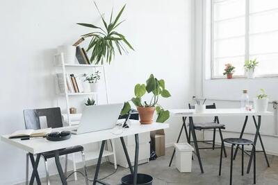 11 گیاه مقاوم برای محیط کار