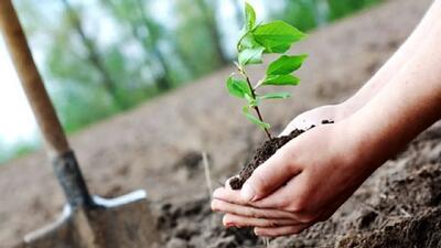 آغاز طرح ملی کاشت یک میلیارد درخت با مشارکت مردمی