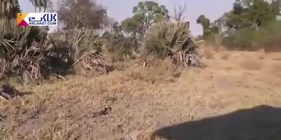 فیلم کمک عجیب بابون‌ها به گوزن در برابر پلنگ