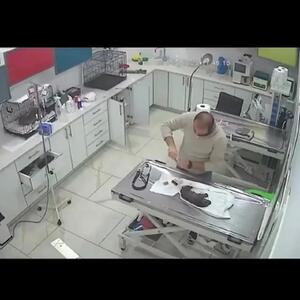 فیلم سگ باوفا توله بیمار را به دامپزشک رساند