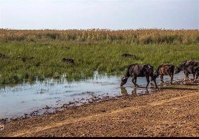 هواپیماهای آب پاش در راه هورالعظیم