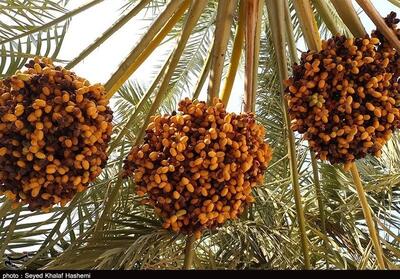 آغاز فصل برداشت خرما از نخلستان‌های رودان و میناب - تسنیم