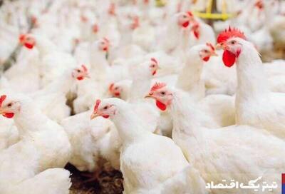 پرواز قیمت مرغ: چالش‌ها و راهکارهای امنیت غذایی در دوران گرانی