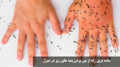  ساده ترین راه از بین بردن پشه های ریز در منزل + علت وجود پشه های ریز در خانه