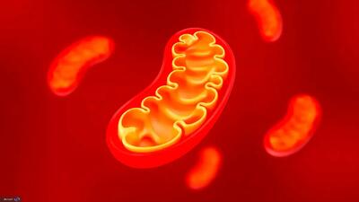 مولکول جدیدی برای محافظت از DNA میتوکندری کشف شد