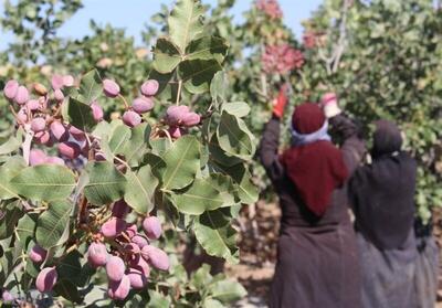 کمبود آب مهم‌ترین بحران پیش روی قطب پسته خراسان رضوی