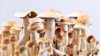 اکسیر جوانی با قارچ‌های جادویی
