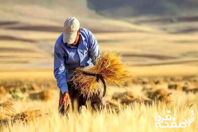 گندمکاران بخوانند | آخرین وضعیت پرداخت مطالبات گندمکاران + جزئیات