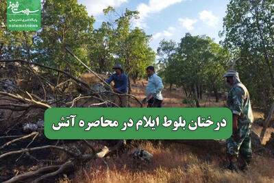 درختان بلوط ایلام در محاصره آتش