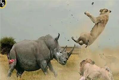 مستند حیات وحش/ کرگدن لات کوچه خلوت هرکی رو ببینه شاخش فرو میکنه