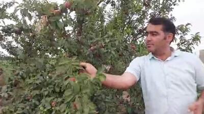 برداشت میوه آلو در روستای جوهرین+ فیلم