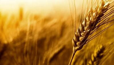 پرداخت مطالبات گندمکاران به ۳۱ درصد رسید