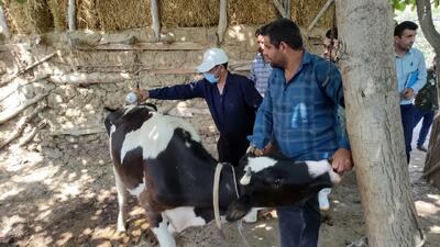 اجرای طرح حمایتی دام در ۲۴ روستای املش