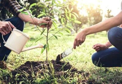 کاشت نهال امروز، تضمین‌ حیات فردا