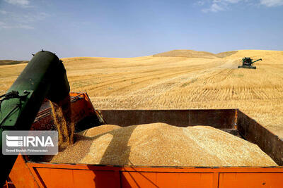 گندمکاران کردستانی ۴۷۶ هزار تن محصول تحویل دادند