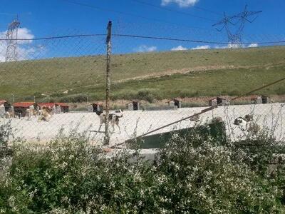 تعداد موش‌ها در این مناطق تهران بیشتر شد