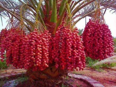 قیمت خرما تابع عرضه و تقاضاست/ خبری از قیمت‌گذاری دستوری نیست