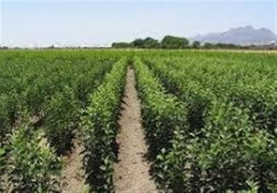 پیشتازی 202 نهالستان در نهضت درختکاری؛ تولید نیم میلیارد نهال در دو سال گذشته - تسنیم