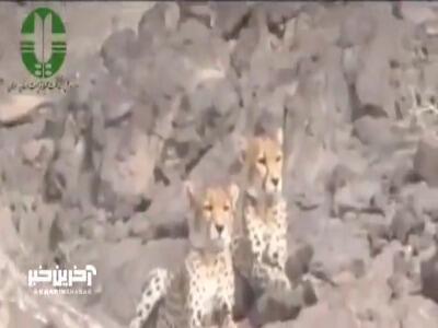 مشاهده دو یوزپلنگ در منطقه یوزکنام سمنان