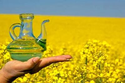پرده‌برداری وزیر جهادکشاورزی از علت کمبود روغن