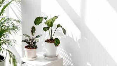 بهترین گیاهان برای خنک نگه داشتن هوای خانه در تابستان / عکس