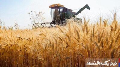 گندم در رکود: خرید تضمینی ۲۵ درصد کمتر از سال گذشته