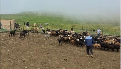تعداد دام سبک گوسفند و بز کشور به 53.3 میلیون رأس رسید