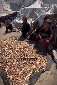 وضعیت انسانی بغرنج غزه؛ کودکان پوست سیب‌زمینی می‌خورند