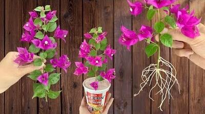 رشد عجیب و ریشه زدن شاخه گل کاغذی با برنج در خانه!