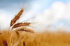 کیفیت گندم استان چهارمحال و بختیاری با استفاده از بذور اصلاح‌شده افزایش یافت