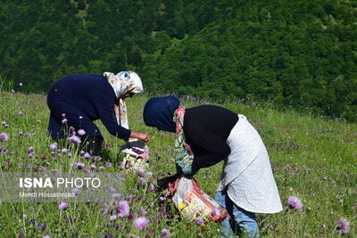 گیاهانی دارویی فرصتی برای سبز شدن جوانه‌های اقتصاد در گلستان