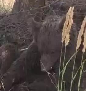 گل‌بازی خرسِ نجات‌یافته از تلۀ زنبورداران