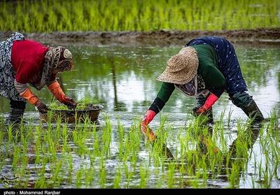 هسته ای در کشاورزی ــ 18 | تهیه نشاهای مقاوم برنج، گوجه‌فرنگی و توتون، با فناوری هسته‌ای - تسنیم