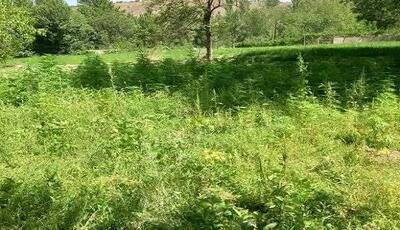 کشف مزرعه کشت غیرمجاز شاهدانه در شوراب صغیر