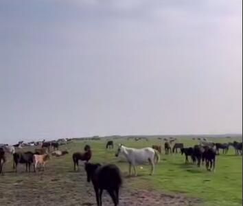 پارک ملی بوجاق در بندر کیاشهر