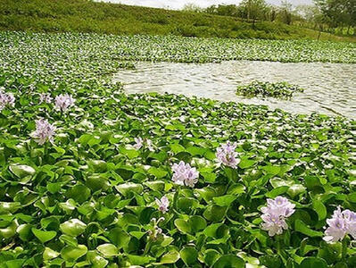 سنبل آبی ، مهمان ناخوانده ویرانگر تالاب های مازندران