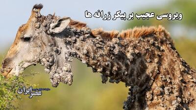 ویروسی عجیب بر پیکر زرافه‌ها / شیوع ویروس پاپیلومای گاوی (فیلم)